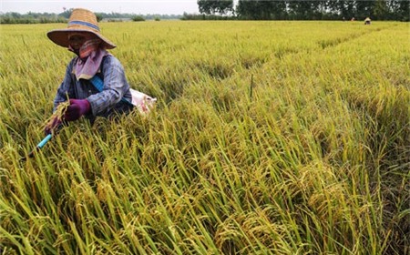 Gạo Thái Lan đối mặt khủng hoảng