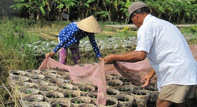  Làng hoa Phó Thọ vào vụ tết 