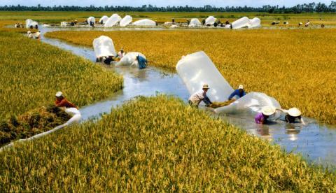 Gạo Việt thua Campuchia: Hậu quả của 