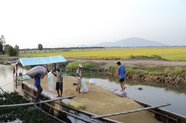 Giá lúa tăng mạnh