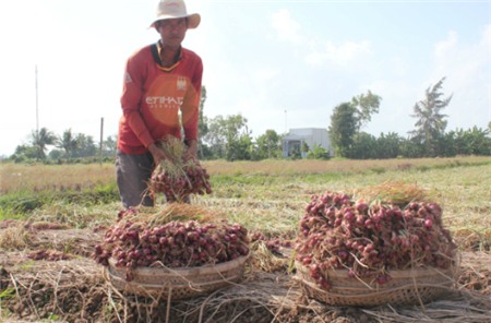 50.000 tấn hành tím Sóc Trăng ế ẩm, mất giá