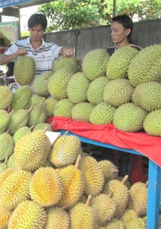 Sầu riêng giá cao kỷ lục, nông dân thu bạc tỷ