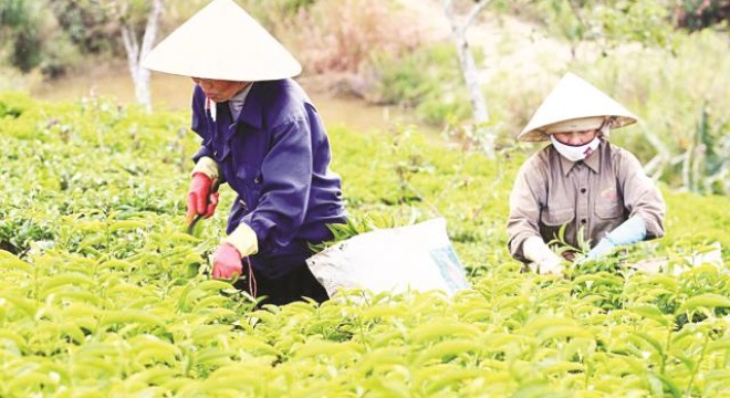  “Thất bát” xuất khẩu chè cả năm 