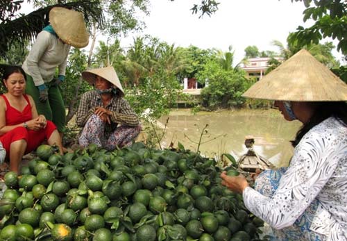 Sau thu nhập tiền tỷ, nông dân phải đốn bỏ cam sành