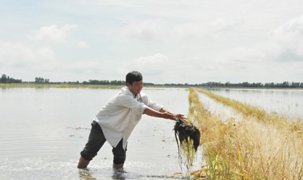 Tỷ phú trên “Cánh đồng chó ngáp“