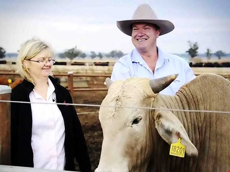 Người Việt sang Úc mua trang trại nuôi bò