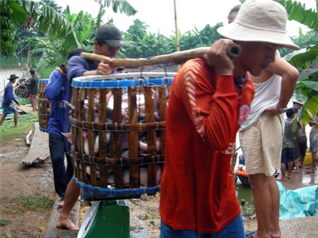 Nông dân nuôi cá tra phấn khởi do giá cá tăng