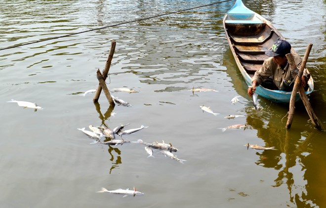 Đồng bằng sông Cửu Long: Cá tra chết trắng, người nuôi bị dồn vào chân tường