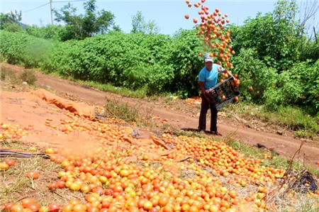 ​Lại bấm bụng đổ bỏ cà chua