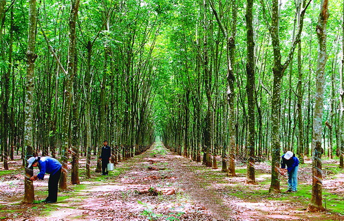 Thái Lan, Indonesia và Malaysia 