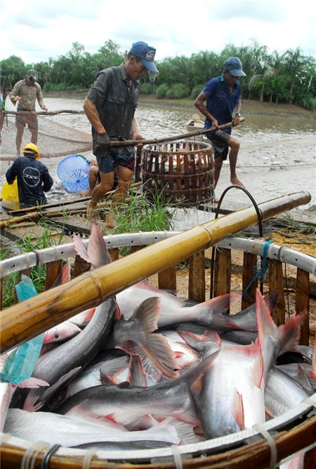 Cá tra vẫn nhiều biến động