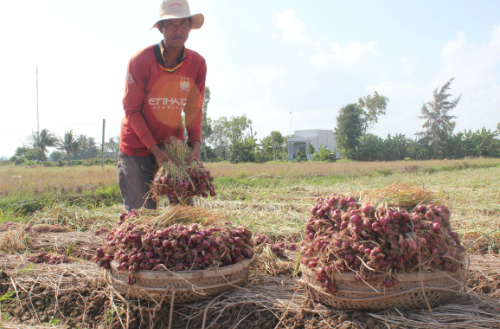 Hành tím ế thê thảm, Bộ Công Thương 