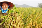 NSC tạm ứng cổ tức đợt 1/2014 bằng tiền mặt, tỷ lệ 15%