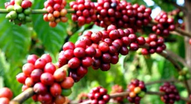  Thị trường cà phê robusta đối mặt mức thiếu cung lớn nhất trong 9 năm 