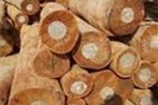 Xuất khẩu gỗ và sản phẩm tiếp tục tăng trưởng 
