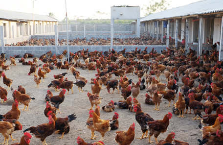 SSI bán thỏa thuận 3,19% vốn Dabaco