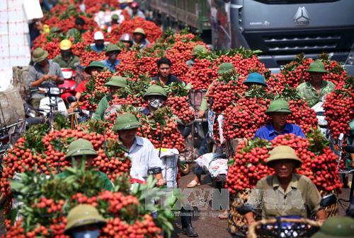 Không có chuyện vải thiều Bắc Giang 'dội chợ'