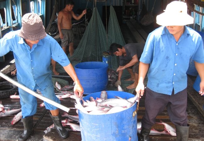 Biến động tại AVF: Nguy cơ tan nát một DN thủy sản hàng đầu