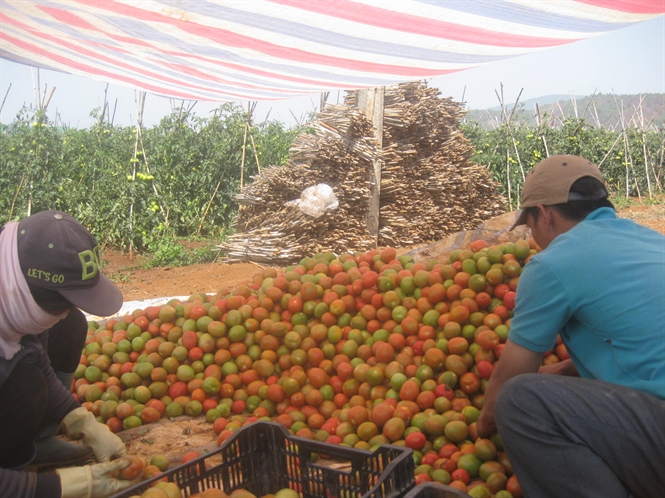 Cà chua tăng giá mạnh