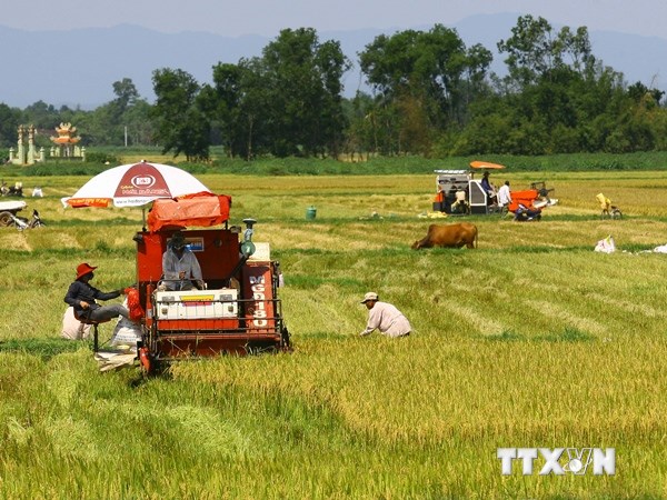 IRRI đề xuất 6 sáng kiến nhằm gia tăng giá trị lúa gạo của Việt Nam