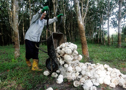 Thái Lan, Malaysia ủng hộ kế hoạch giá sàn cao su 1,5 USD/kg