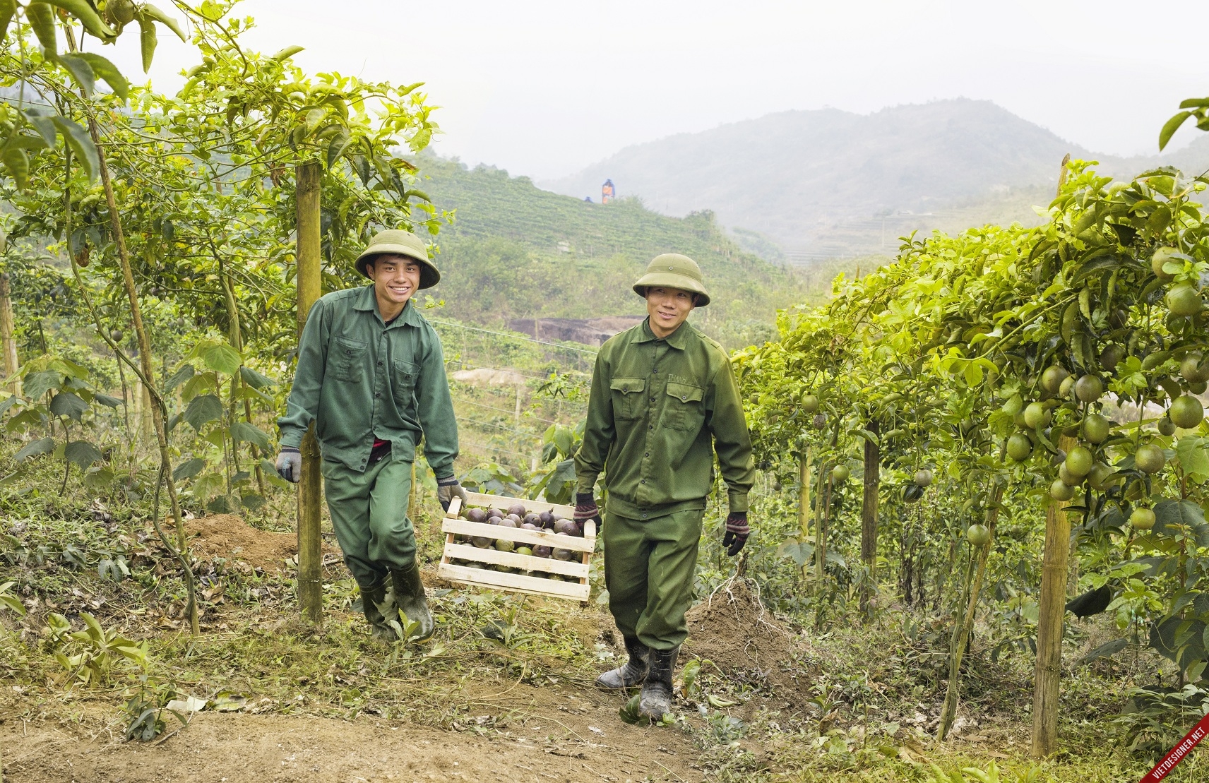 NAF : Ông trùm Chanh leo