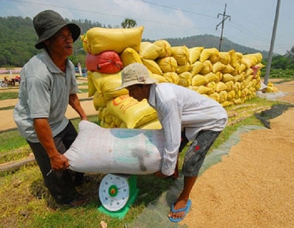 Tiến độ thu mua lúa, gạo tạm trữ rất chậm