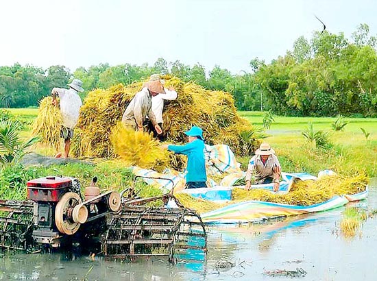 Sản xuất lúa vụ 3: Tiến thoái lưỡng nan