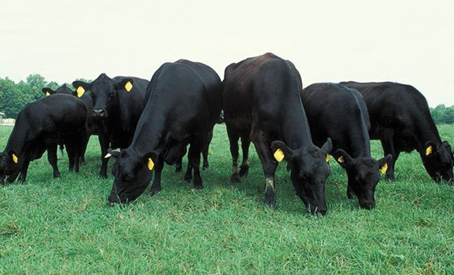 HAG phát hành 5 triệu cổ phiếu thưởng cho CBCNV