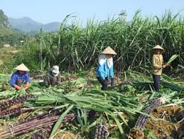 Người trồng mía lỗ nặng vì nhà máy nợ dai