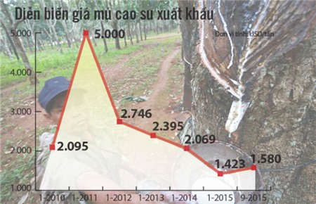 Giá cao su lao dốc: Trồng nhiều, lỗ nặng, chặt bỏ