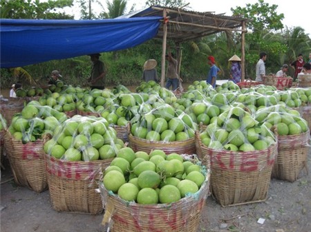 Trái cây: Giá giảm thê thảm