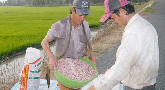  Phân bón dỏm tung hoành 