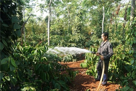 Đưa Việt Nam trở thành tham chiếu cho cà phê Robusta thế giới