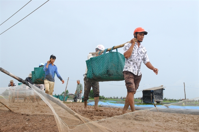 Vẫn lo an toàn thực phẩm cho nông sản xuất khẩu