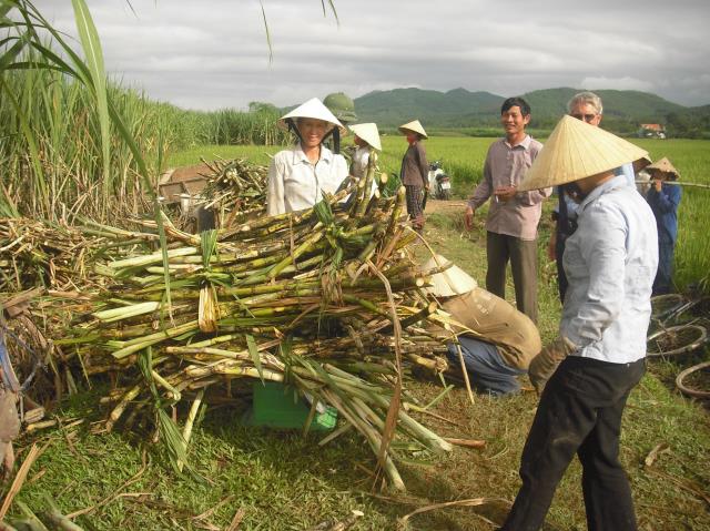 Giá đường giảm do lượng tồn kho nhiều, chuẩn bị vào vụ mới