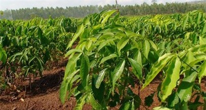 GMD lên kế hoạch đầu tư 27,7 triệu USD dự án trồng cao su tại Campuchia