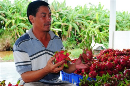 Kiếm tiền tỷ nhờ trồng thanh long ở U Minh Hạ