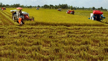 'Chơi sòng phẳng' với DN: Nông dân cũng phải chuyên nghiệp