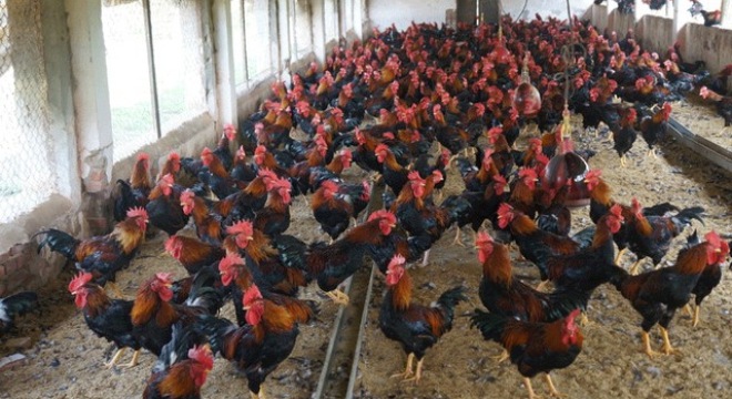 Dabaco (DBC): LNST hợp nhất năm 2014 đạt 206 tỷ đồng, tăng 8%