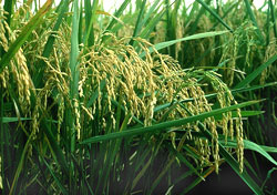 NSC sẽ chào mua công khai 21,4% cổ phần SSC từ 13/3 đến 13/4