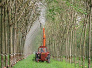 Dự kiến giá cao su giảm sâu, Cao su Phước Hòa dè dặt lên chỉ tiêu lãi 116 tỷ đồng cho năm 2015