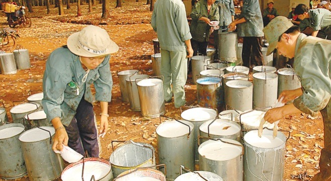  Cao su Đồng Phú dự kiến điều chỉnh giảm 24% kế hoạch lợi nhuận 