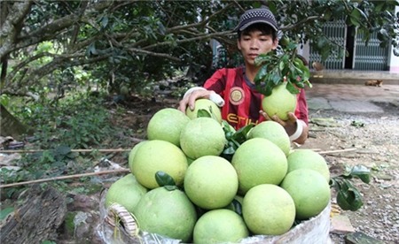 Bưởi, dưa hấu, vú sữa, sầu riêng... phục vụ tết đồng loạt sụt giá