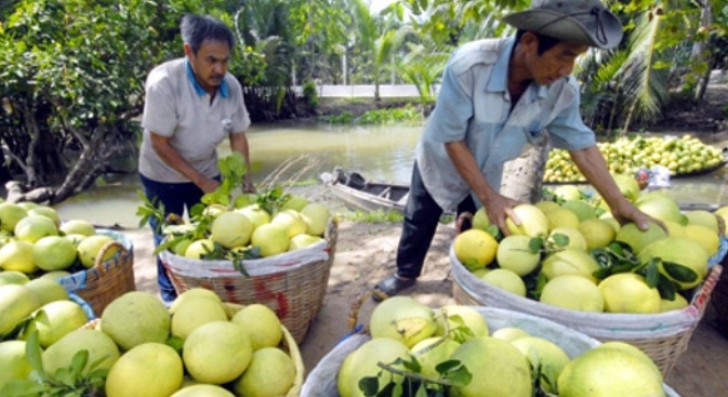  Nhà vườn Trà Vinh trúng đậm trái cây cuối năm 