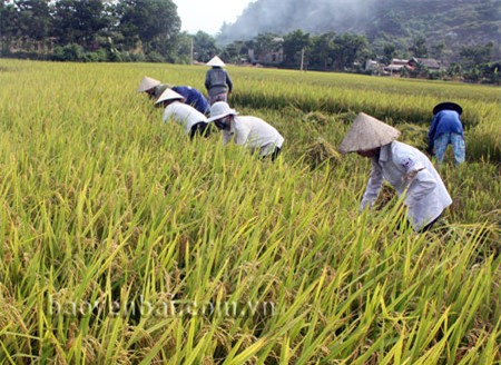 Được mùa lúa hè thu