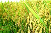 Lúa được giá nhờ thị trường nội địa 