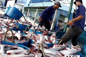Tiềm năng xuất khẩu cá tra cao, nhưng người nuôi vẫn tiếp tục thua lỗ 