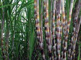 Thoái vốn khỏi Mía đường 333, NHS thu lãi trên 17 tỷ đồng