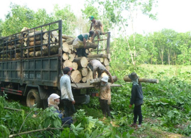 Nông dân chặt cao su trồng điều